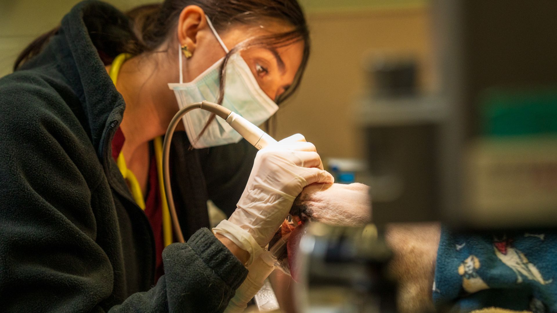 Dentistry and Oral Radiographs